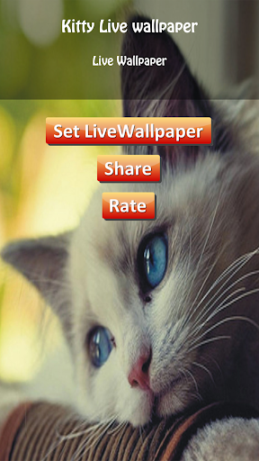 HD Kitty livewallpaper