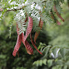 Honeylocust