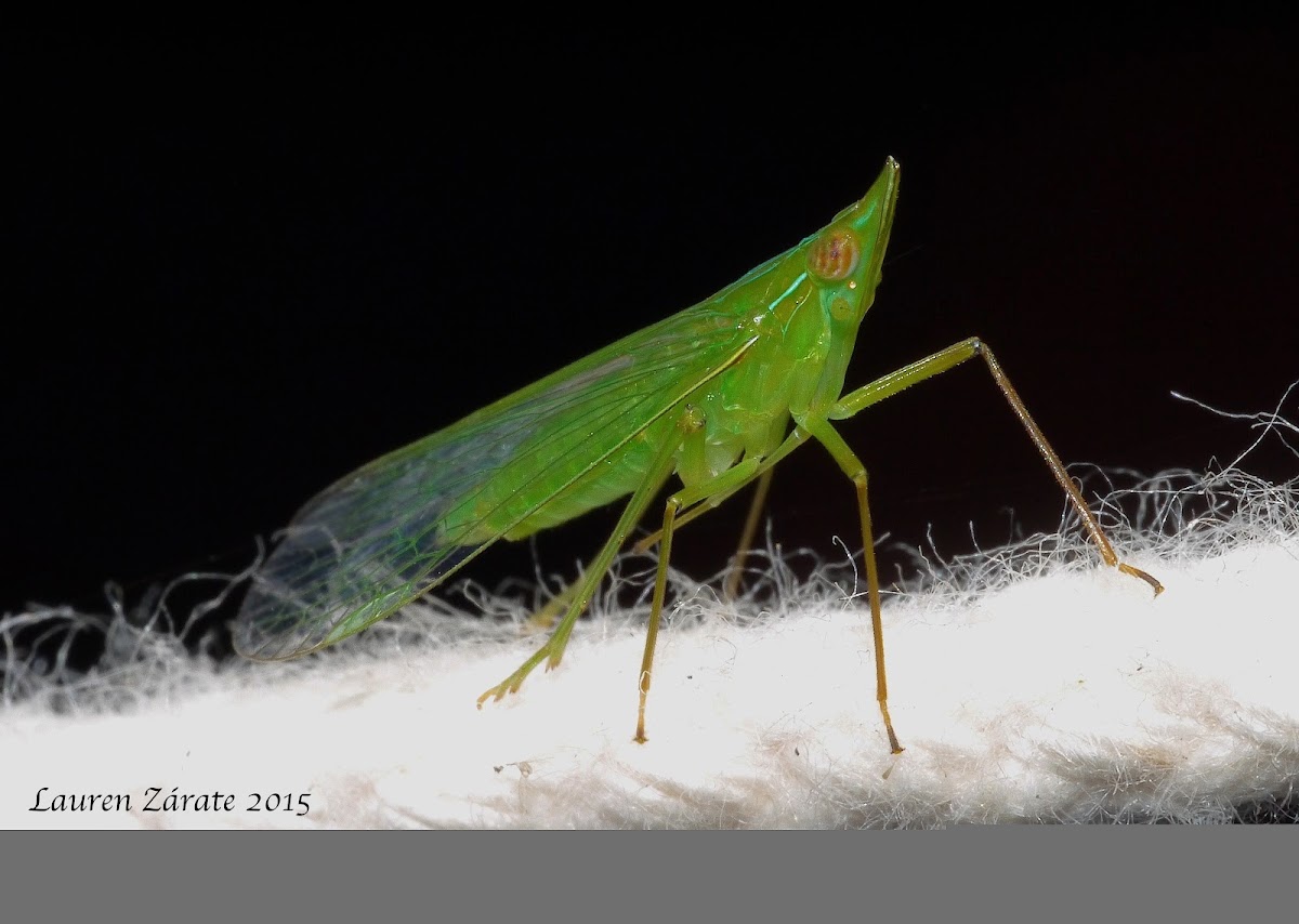 Long-nosed Planthopper