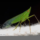 Long-nosed Planthopper