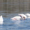 Greater Flamingo; Flamenco