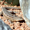 Common Side-blotch Lizard