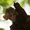 Rhesus macaque( Kids)