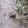 Stink beetle