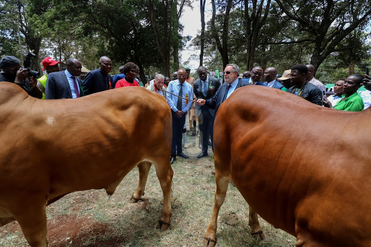International cattle judge William Jager shows the Governor the best selected bull at Nairobi International Trade Fair show at Jamuhuri Park Showground on September 27, 2022.