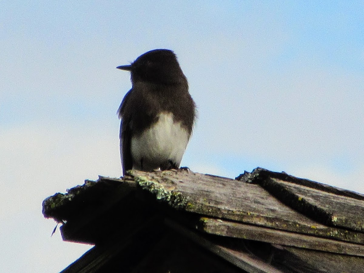 Black Phoebe