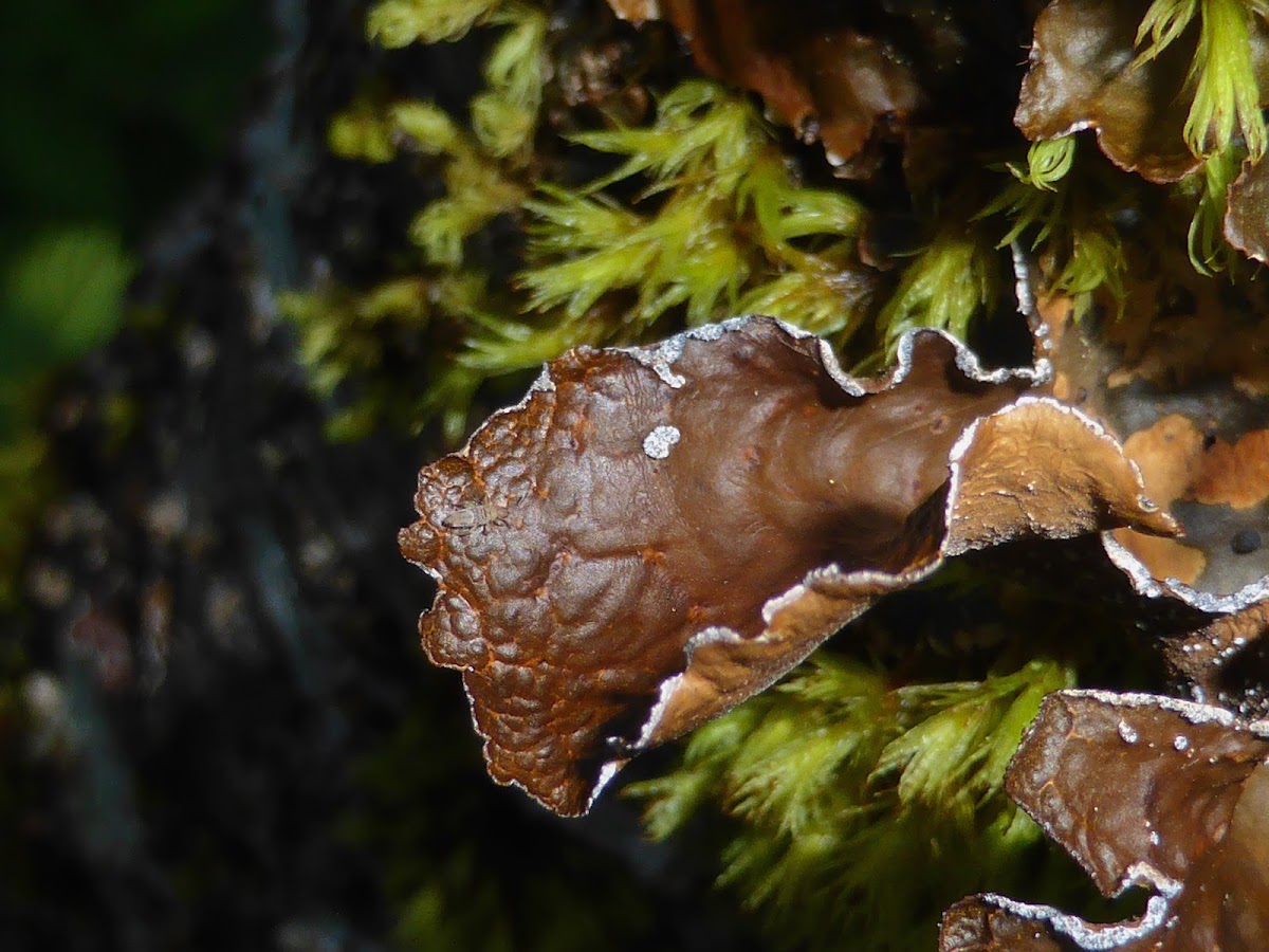 Lung Lichen