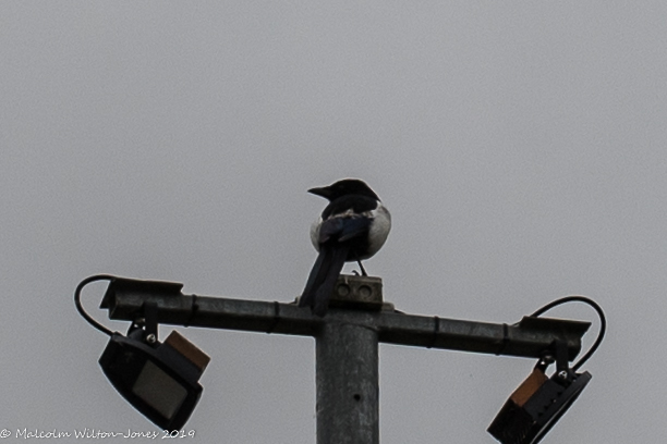 Magpie