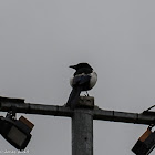 Magpie