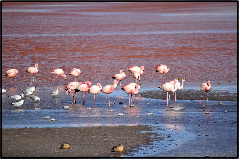 TOUR SALAR UYUNI I. EL ASOMBROSO PARQUE EDUARDO AVAROA - DE ATACAMA A LA PAZ. ROZANDO EL CIELO 2019 (28)