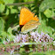 Scarce copper