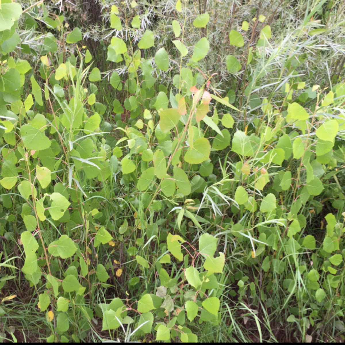 Rio Grande Cottonwood