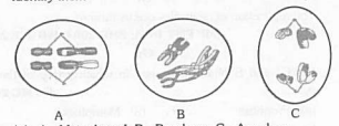 Cell Division