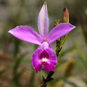 Bamboo Orchid