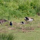 Canada Goose