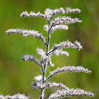 Italian viper's bugloss