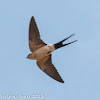 Red-rumped Swallow; Golondrina Daurica