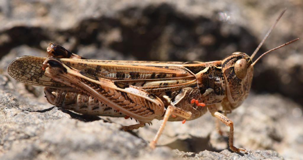 Dociostaurus maroccanus: deposizione e competizione tra maschi. Canto ,  Natura Mediterraneo | Forum Naturalistico