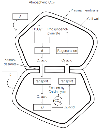 Chloroplast - The Site for Photosynthesis