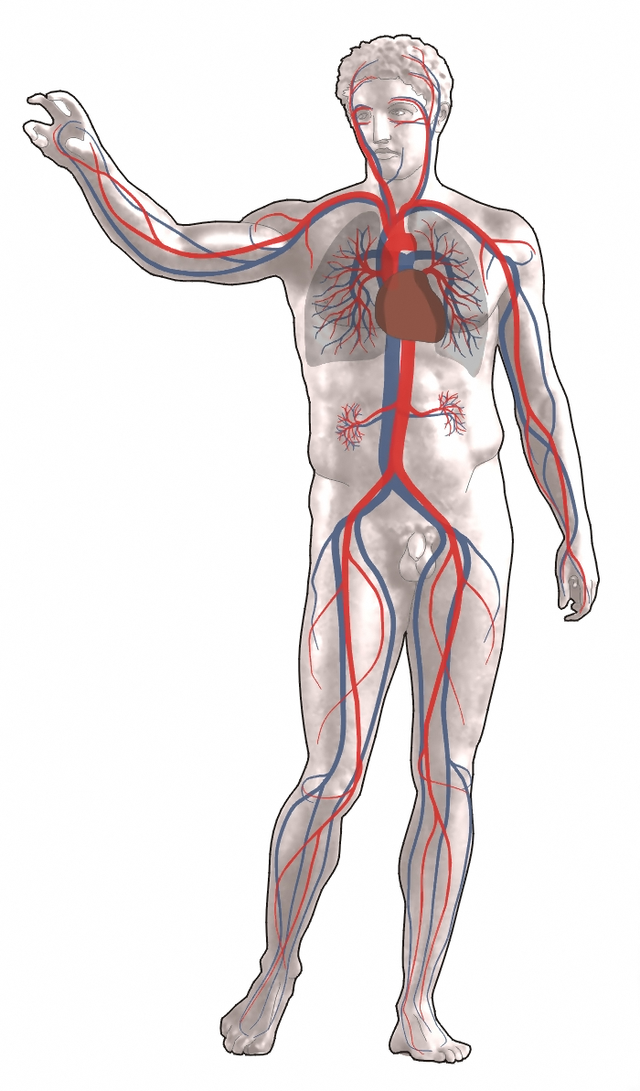 Sistema cardiovascular e circulação sanguínea