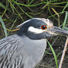 yellow-crowned night heron