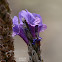 Lavanda d'Egitto