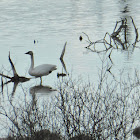 Trumpeter Swan