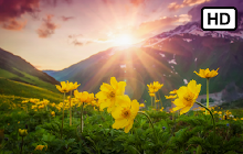 Sunshine HD Wallpapers New Tab Theme small promo image