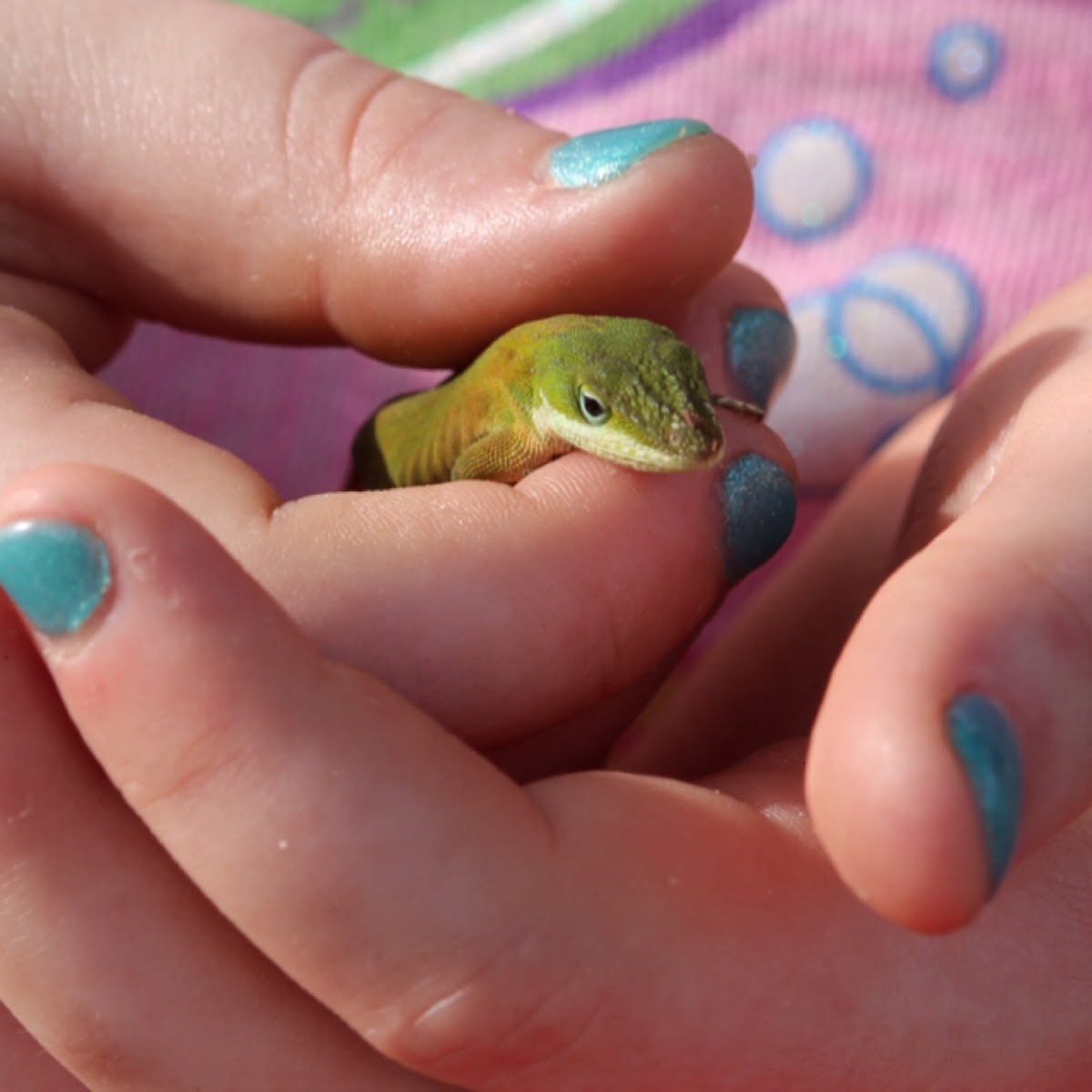 Green Anole