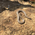 European sand boa