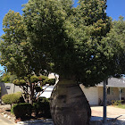 Bottle tree