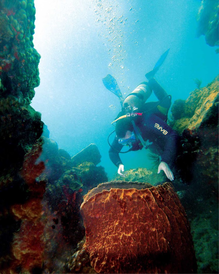 Scuba diving off Montserrat's northwest coast.