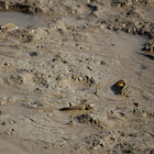 Bluespotted mudskipper