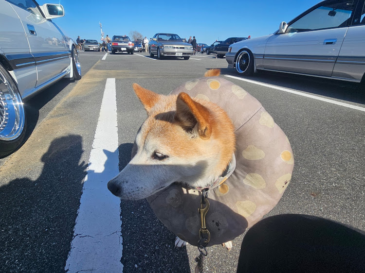 フェアレディZのF31レパード・レパードオフ・いいニッサンの日・仲間とツーリング・柴犬ヒナちゃんに関するカスタム事例の投稿画像7枚目