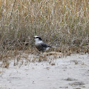 Canada Jay