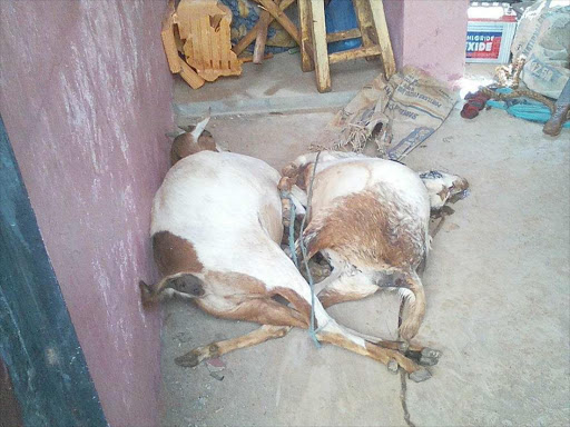 Two dead goats which a middle aged man was charged with raping at Kangundo Law Courts in Machakos County on January 15, 2018. CREDIT George Owiti