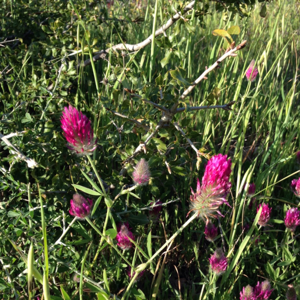 Crimson Clover