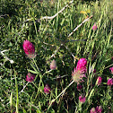 Crimson Clover