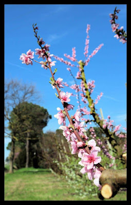 Fiori paralleli... di eljsa88