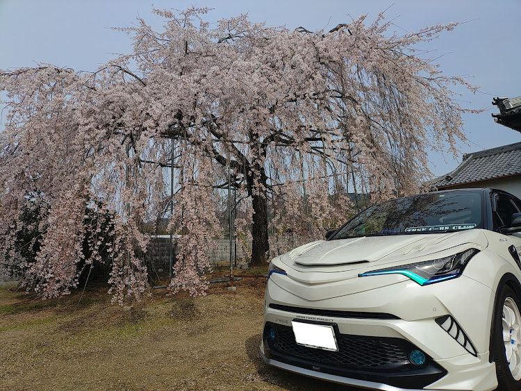 C-HRの春ですね・4月もよろしくお願い致します🌸・桜とコラボ・気分転換ドライブに関するカスタム事例の投稿画像1枚目
