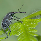 Weevil