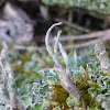 Cladonia Lichen