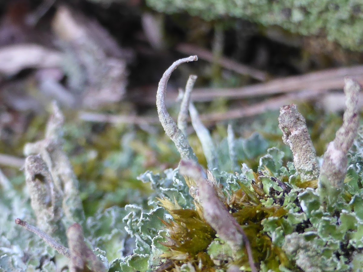 Cladonia Lichen