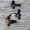 Ringnecked Ducks