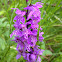heath spotted-orchid