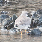 Ringed Plover