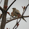 Jungle Babbler