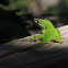 Carolina Anole