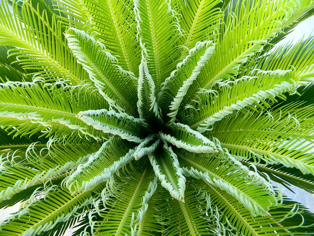 Japanese sago palm (Κύκας η περιεστραμμένη)