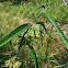 Green Milkweed